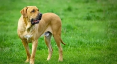 Brazil mastiff (fila brazileiro)